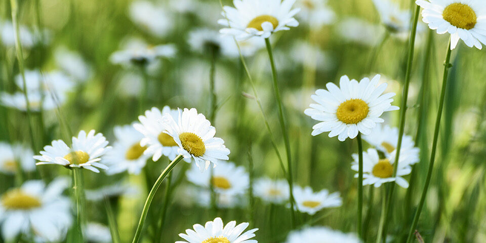 Daisy Award Header