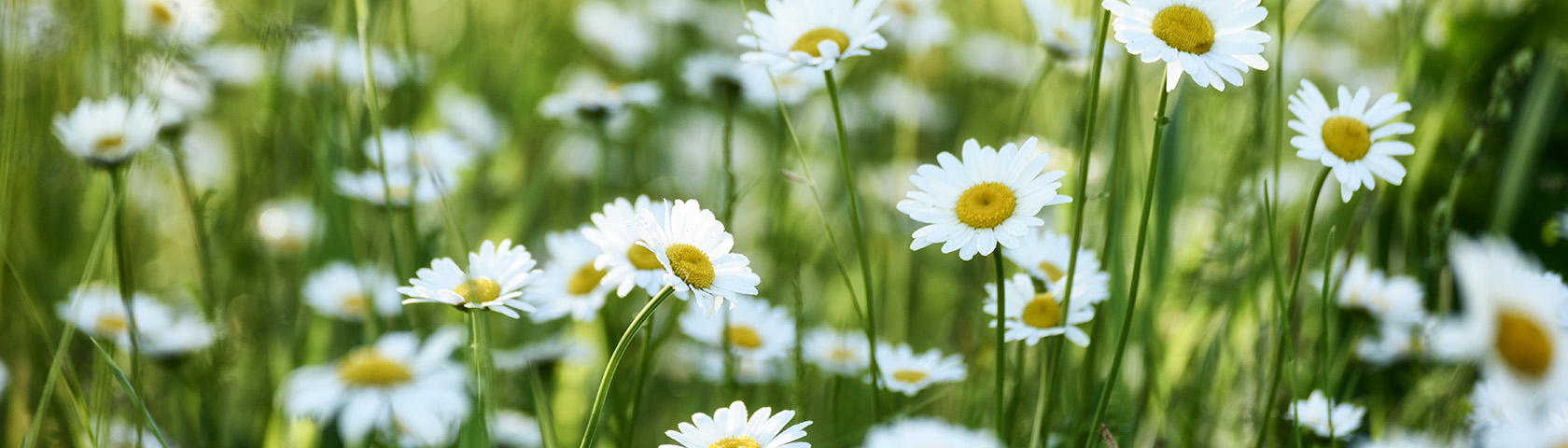 Rebecca Smith, RN, Honored as DAISY Award Recipient