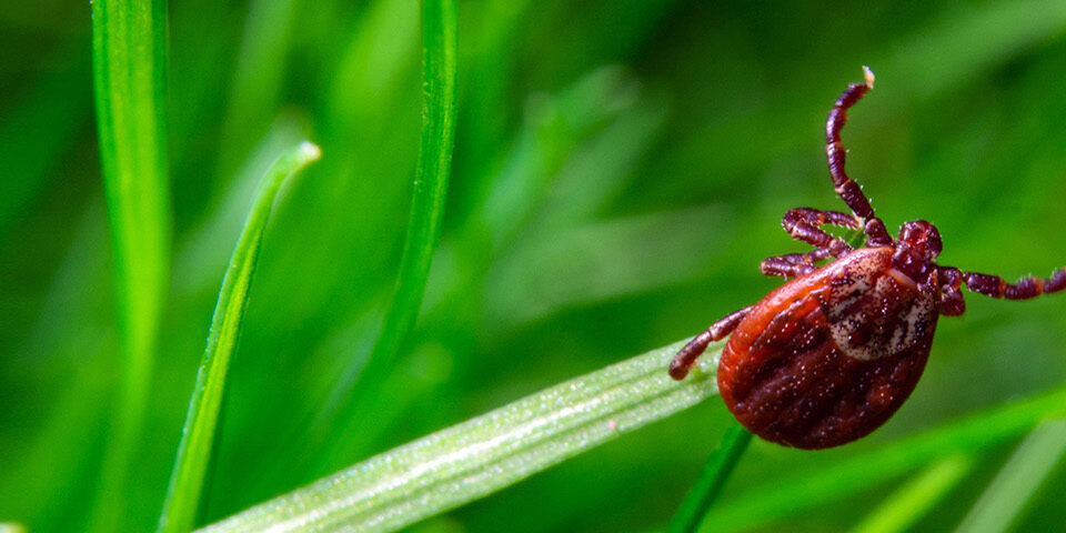 Ticks And Disease