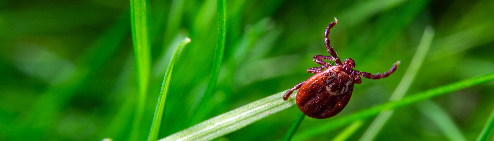 Tick Alert: Safeguarding your Summer Activities